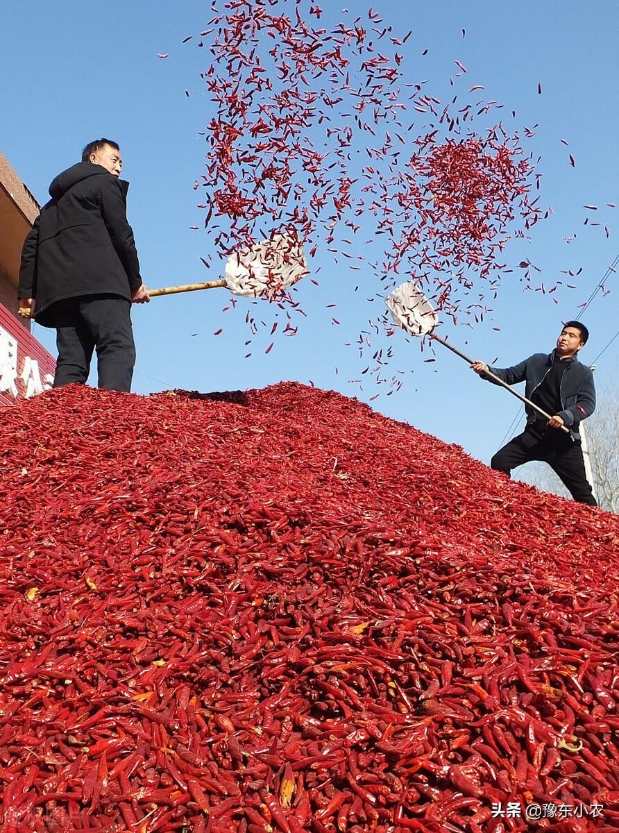 大蒜近期行情价格一览