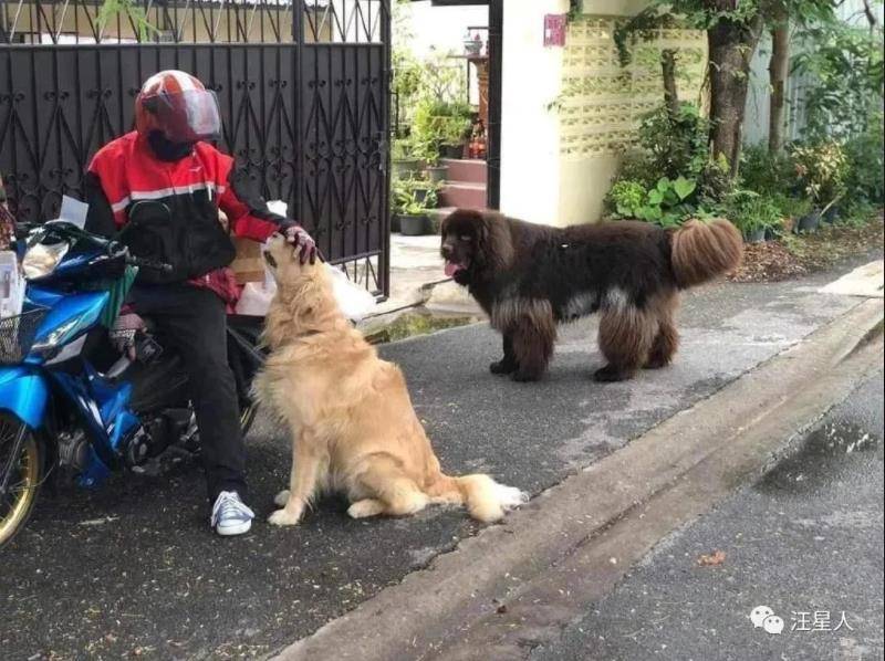 解码犬声：狗语者最新资讯速递