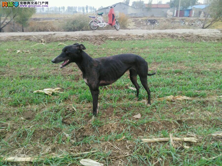 石家庄格力犬市场最新行情及报价一览