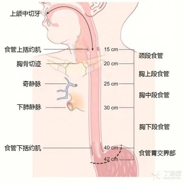 2025版食管分段诊断新标准深度解析